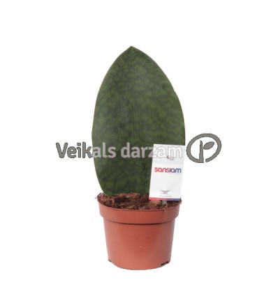 SANSEVJĒRA (SANSEVIERIA) VICTORIA 9Ø25H