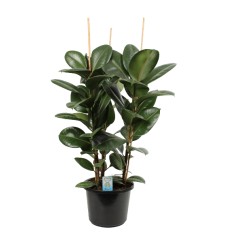 FIKUSS (FICUS ELASTICA) ROBUSTA 32Ø110H