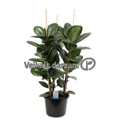 FIKUSS (FICUS ELASTICA) ROBUSTA 32Ø110H