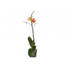 FALENOPSIS (PHALAENOPSIS) MIX 12Ø45H