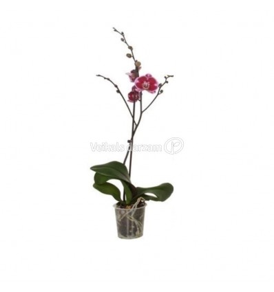 FALENOPSIS (PHALAENOPSIS) MIX 12Ø45H