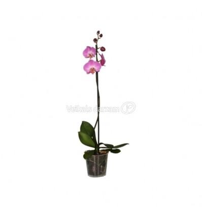 FALENOPSIS (PHALAENOPSIS) MIX 12Ø45H