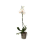 FALENOPSIS (PHALAENOPSIS) MIX 12Ø45H