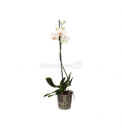 FALENOPSIS (PHALAENOPSIS) MIX 12Ø45H