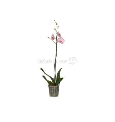 FALENOPSIS (PHALAENOPSIS) MIX 12Ø45H