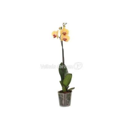 FALENOPSIS (PHALAENOPSIS) MIX 12Ø45H