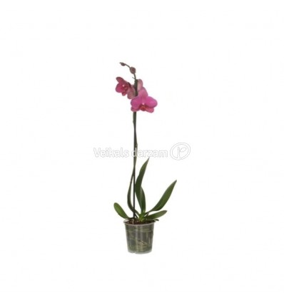 FALENOPSIS (PHALAENOPSIS) MIX 12Ø45H