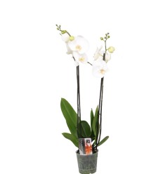 FALENOPSIS (PHALAENOPSIS) WHITE 12Ø60H