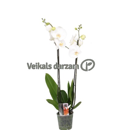 FALENOPSIS (PHALAENOPSIS) WHITE 12Ø60H