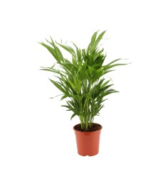 AREKAS PALMA (DYPSIS LUTESCENS) 17Ø65H