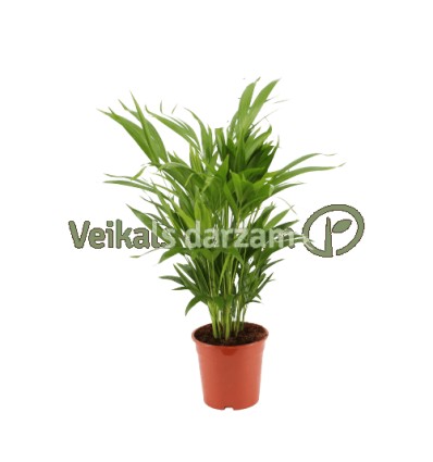 AREKAS PALMA (DYPSIS LUTESCENS) 17Ø65H