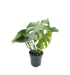 MONSTERA (MONSTERA DELICIOSA) 17Ø55H