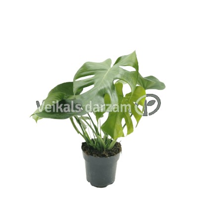 MONSTERA (MONSTERA DELICIOSA) 17Ø55H