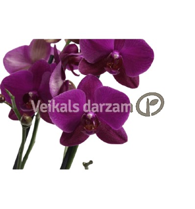 FALENOPSIS (PHALAENOPSIS) VIVALDI 12Ø70H