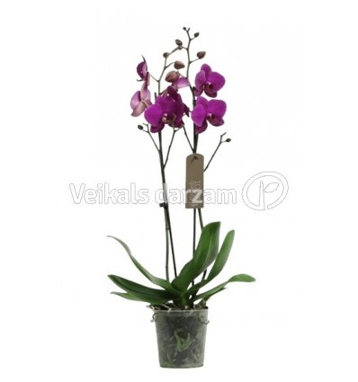 FALENOPSIS (PHALAENOPSIS) VIVALDI 12Ø70H