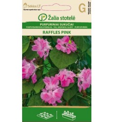 PURPURAARKANĀS IPOMEJAS RAFFLES PINK