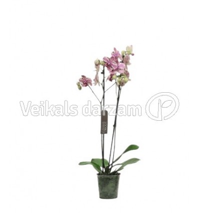 FALENOPSIS (PHALAENOPSIS)FRONTERA 12Ø60H