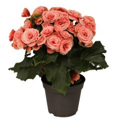 BEGONIJA (BEGONIA) BORIAS 14Ø32H