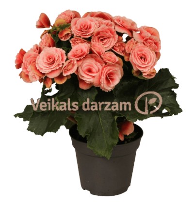 BEGONIJA (BEGONIA) BORIAS 14Ø32H