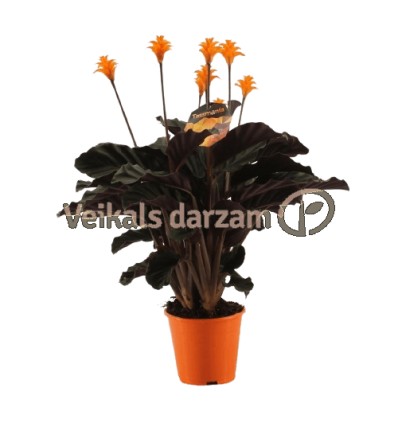 KALATEJA (CALATHEA CROCATA) 14Ø40H