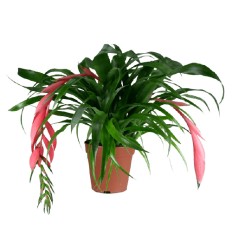 BILBERGIJA (BILLBERGIA X WINDII) 15Ø45H