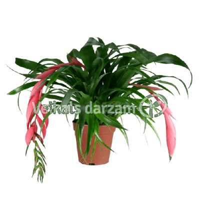 BILBERGIJA (BILLBERGIA X WINDII) 15Ø45H