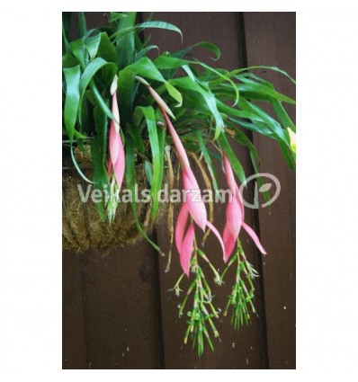 BILBERGIJA (BILLBERGIA X WINDII) 15Ø45H