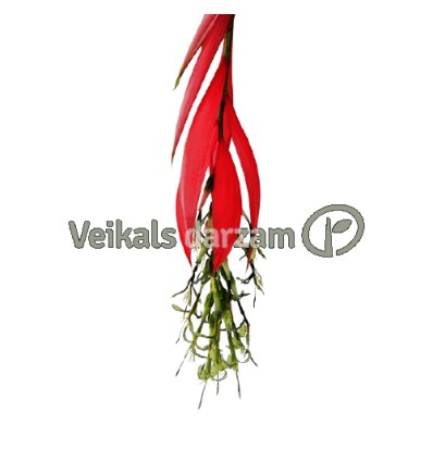 BILBERGIJA (BILLBERGIA X WINDII) 15Ø45H