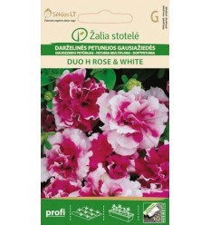 PETUNIA MULTIFLORA DUO H ROSE & WHITE