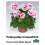 PELARGONIJA KOMPAKTĀ KRĀSU MIX