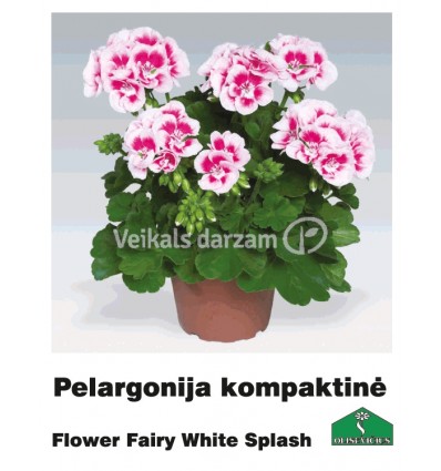 PELARGONIJA KOMPAKTĀ KRĀSU MIX