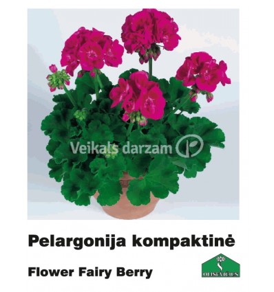 PELARGONIJA KOMPAKTĀ KRĀSU MIX