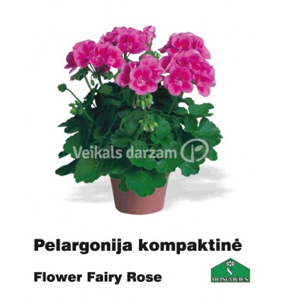 PELARGONIJA KOMPAKTĀ KRĀSU MIX