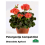 PELARGONIJA KOMPAKTĀ KRĀSU MIX