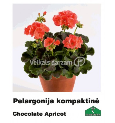 PELARGONIJA KOMPAKTĀ KRĀSU MIX