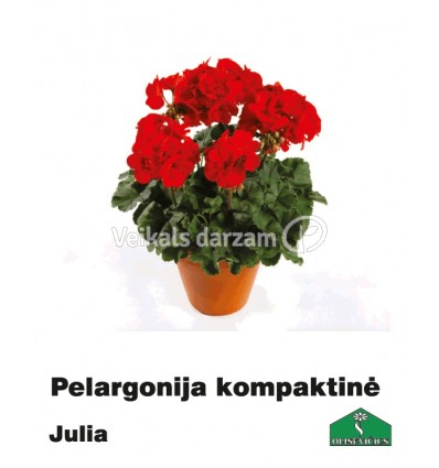 PELARGONIJA KOMPAKTĀ KRĀSU MIX