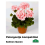 PELARGONIJA KOMPAKTĀ KRĀSU MIX