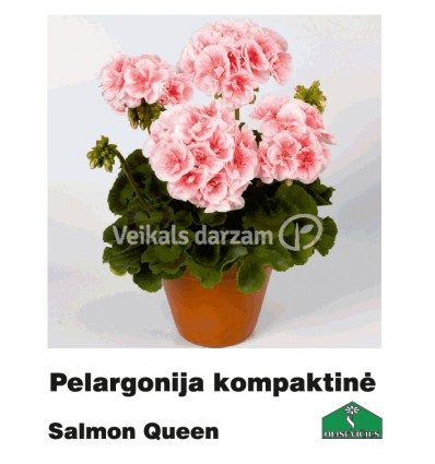 PELARGONIJA KOMPAKTĀ KRĀSU MIX