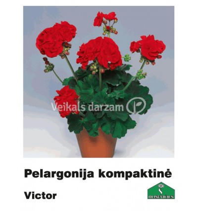 PELARGONIJA KOMPAKTĀ KRĀSU MIX