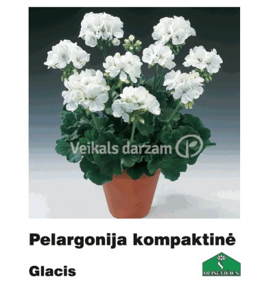 PELARGONIJA KOMPAKTĀ KRĀSU MIX