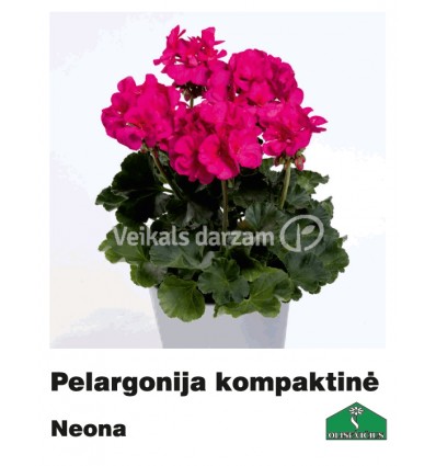 PELARGONIJA KOMPAKTĀ KRĀSU MIX