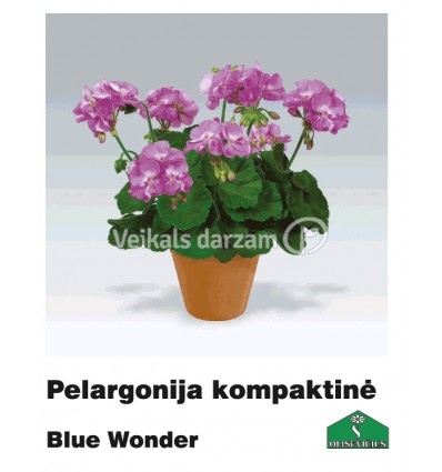 PELARGONIJA KOMPAKTĀ KRĀSU MIX