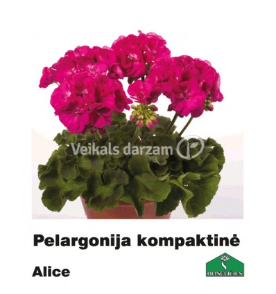 PELARGONIJA KOMPAKTĀ KRĀSU MIX