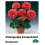 PELARGONIJA KOMPAKTĀ KRĀSU MIX