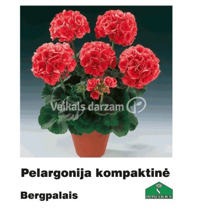 PELARGONIJA KOMPAKTĀ KRĀSU MIX