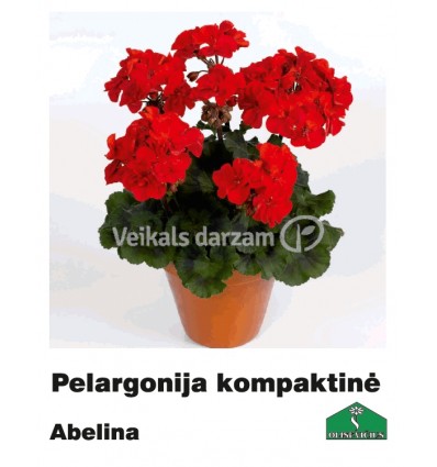 PELARGONIJA KOMPAKTĀ KRĀSU MIX