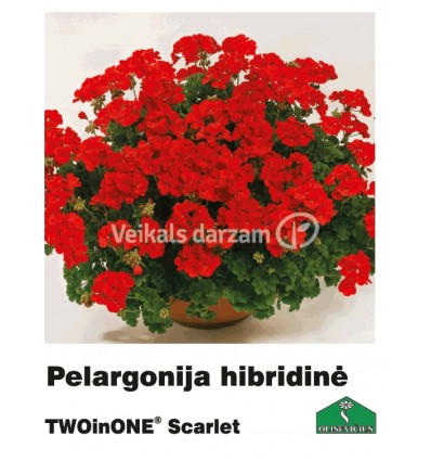 PELARGONIJA KOMPAKTĀ KRĀSU MIX