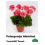 PELARGONIJA KOMPAKTĀ KRĀSU MIX