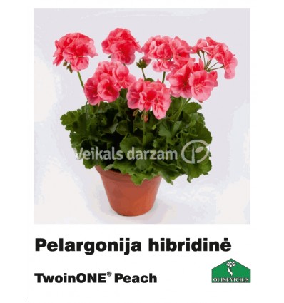 PELARGONIJA KOMPAKTĀ KRĀSU MIX