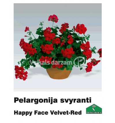 PELARGONIJA NOKARENĀ KRĀSU MIX